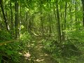 A photo of the forest, trails.