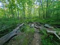 A photo of the forest, trails.