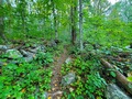 A photo of the forest, trails.