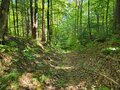 A photo of the forest, trails.