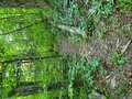 A photo of the forest, trails.